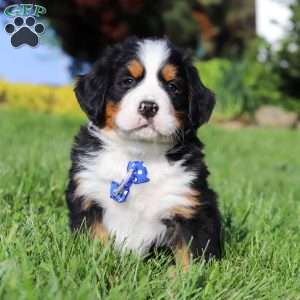 Zeke, Bernese Mountain Dog Puppy